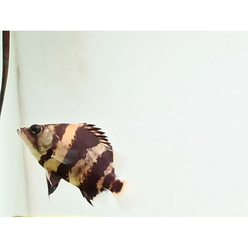 Datz NGT bar rare item sebelah 3 sebelah 4