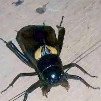Jangkrik Aduan Super Kualitas Mantap