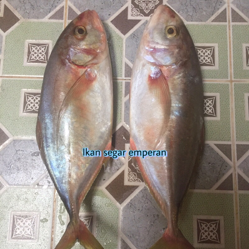 

ikan kuwe size 1kg up