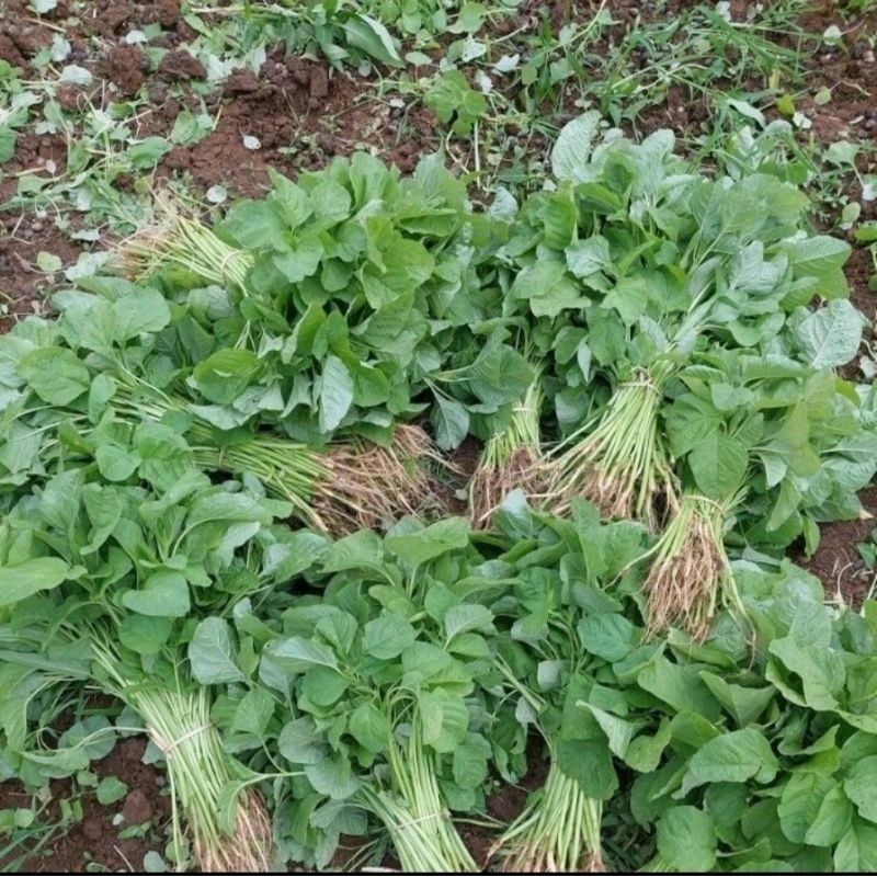

Sayur Bayam Dari Kebun Langsung