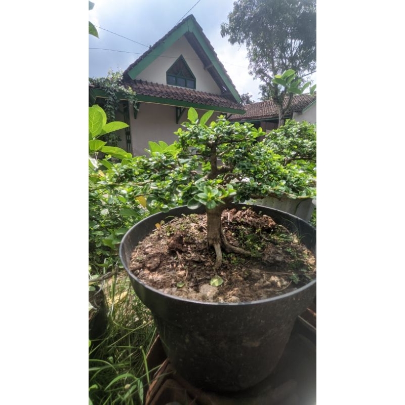 BONSAI SANCANG SIAP KONTES size S