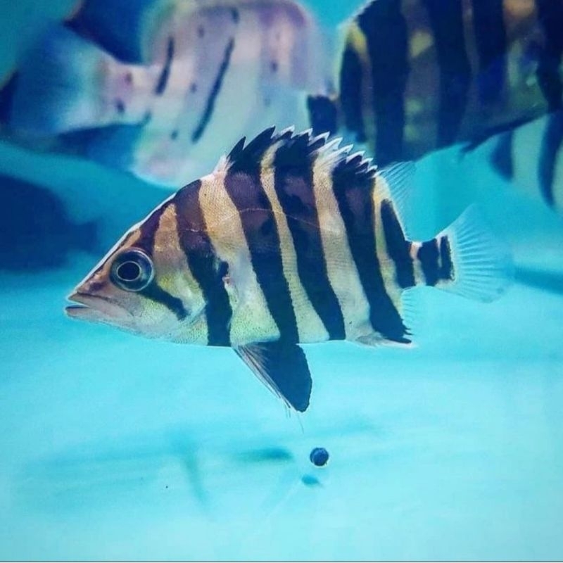 baby datz borneo minim pembelian 2ekor