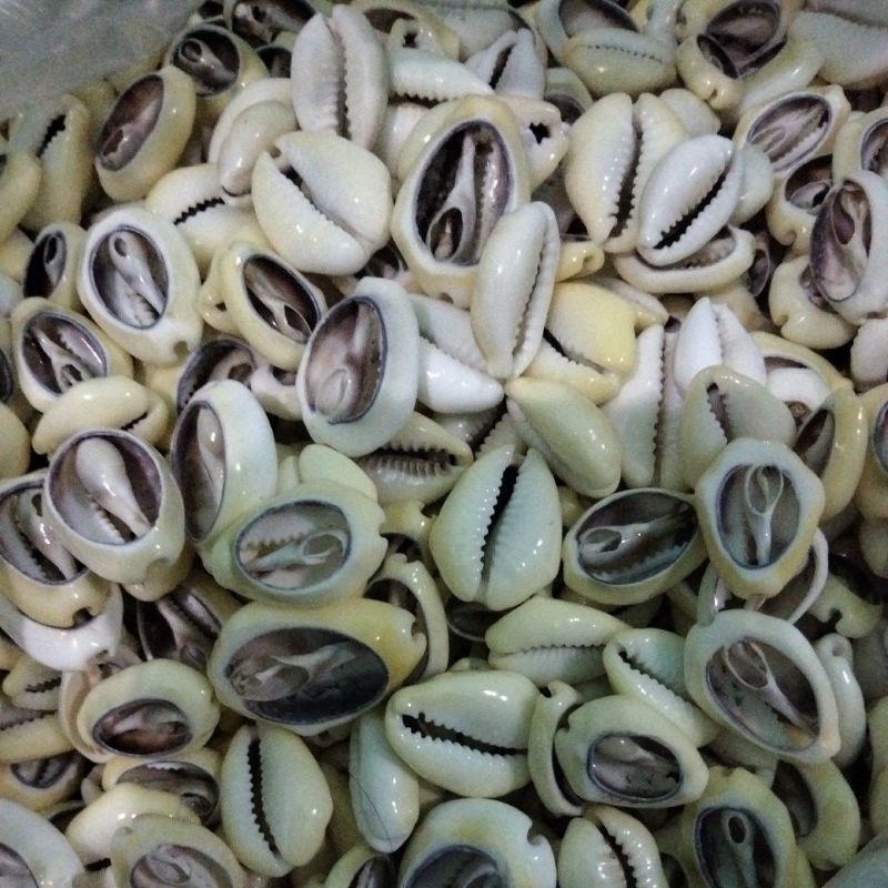 Cangkang kerang buli kopi kuning kupas size besar 1 kg