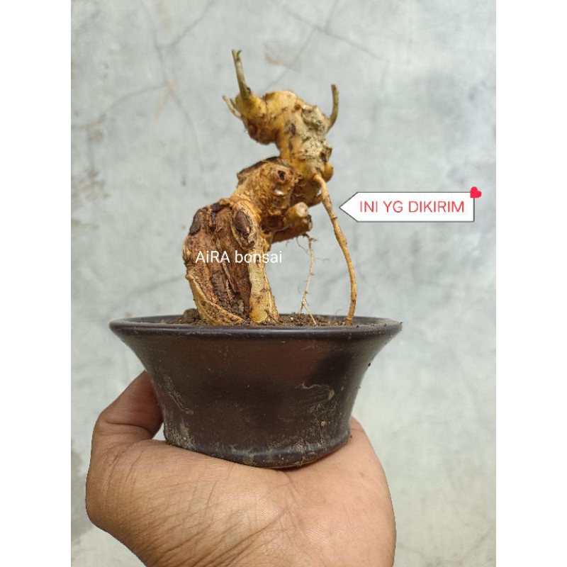 bahan bonsai serut mame meliuk