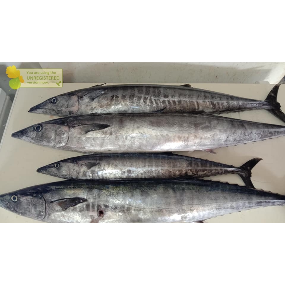 

Ikan Tenggiri Segar Ikan Tengiri Bulat Ikan Tenggiri Jantan 1Kg