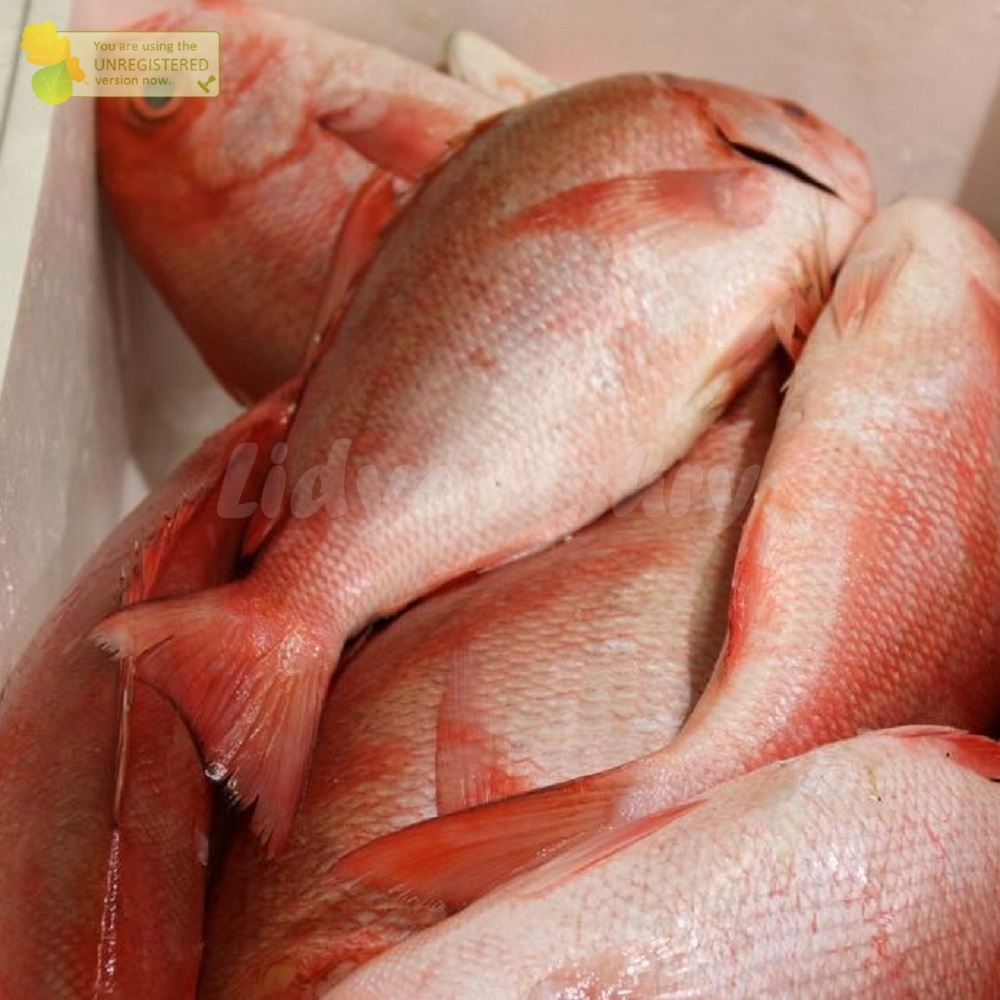 

Ikan Kakap Merah Sawo Ikan Kakap Sawo Wakung Ikan Kakap Merah Segar 1Kg