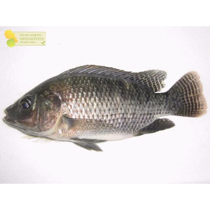 

Ikan Mujair Ikan Mujaer Utuh Ikan Jaer Segar 1Kg
