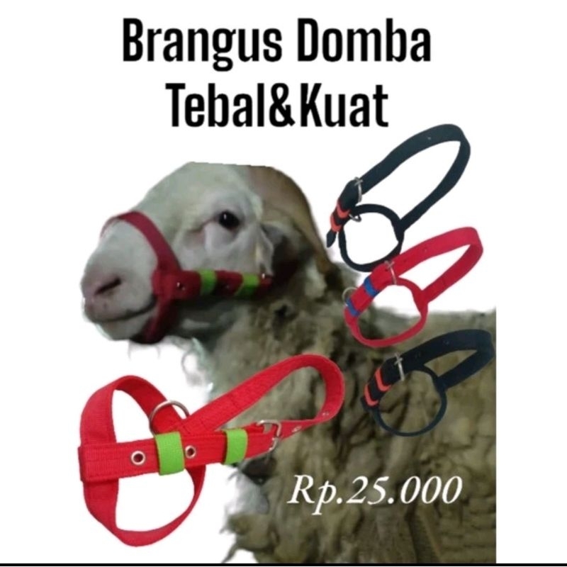 BRANGUS DOMBA/BRANGUS KAMBING/BRANGUS DOMBA BAGUS