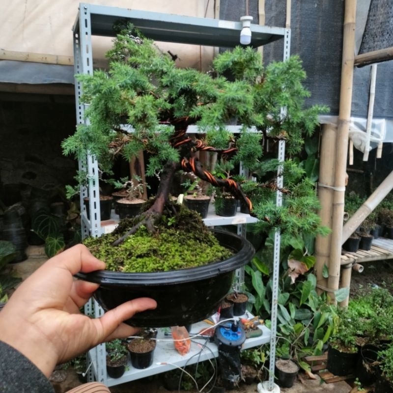 bonsai cemara duri