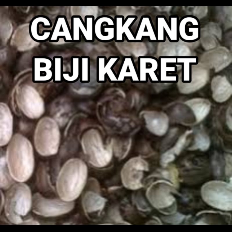 Cangkang BIJI KARET per kilo / kulit biji karet / Cang kang biji karet
