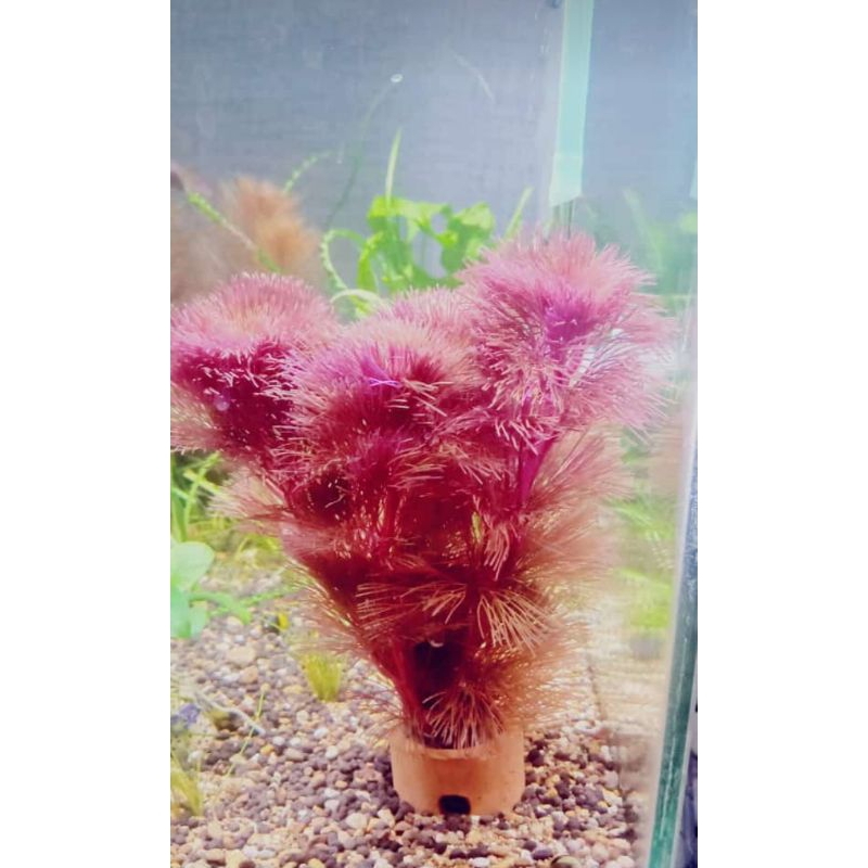 Cabomba furcata super red plus media pot