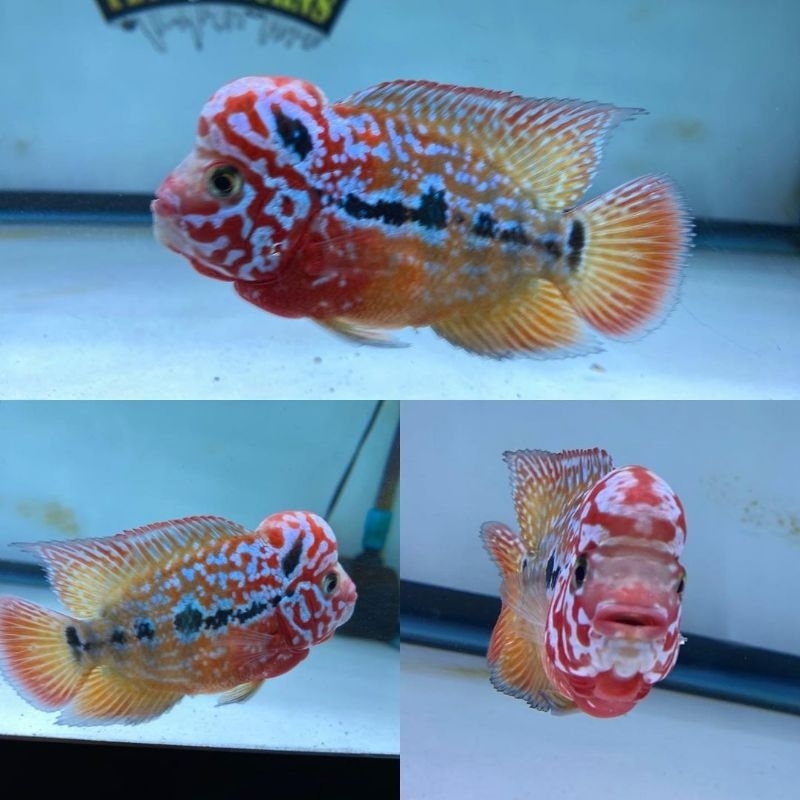 Kaos anak louhan kamfa x gb cinghua golden base