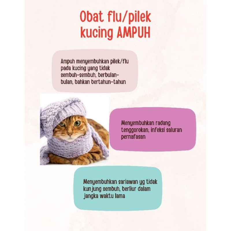 Obat Flu Kucing Ampuh