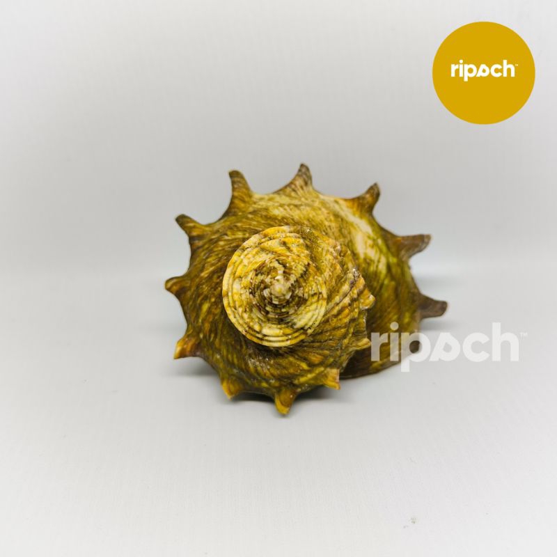 Cangkang Kelomang Turbo Cornutus Sazae 5 cm