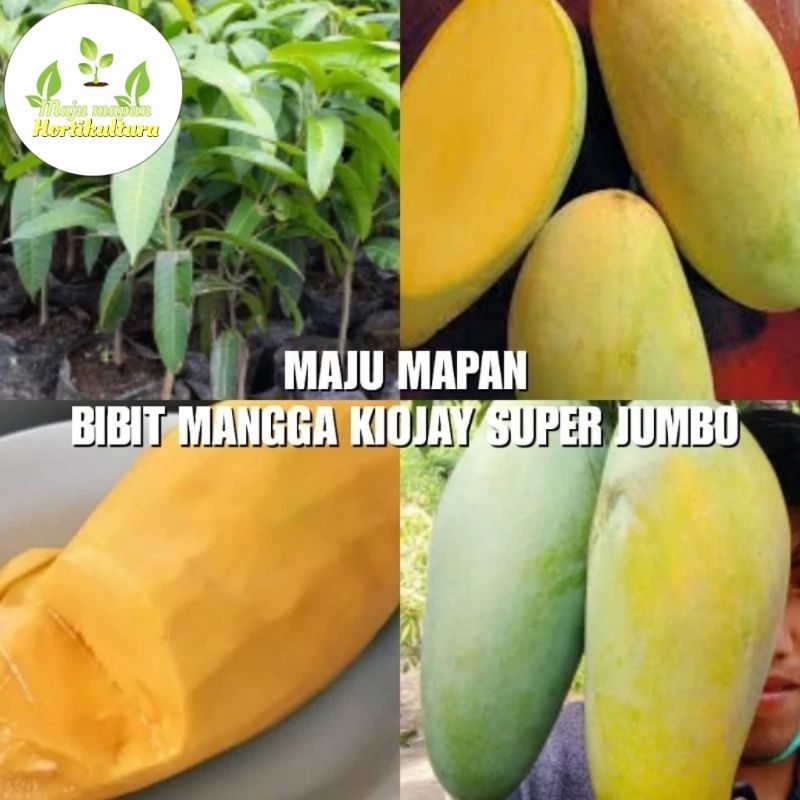 BIBIT MANGGA KIOJAY SUPER (JUMBO) OKULASI