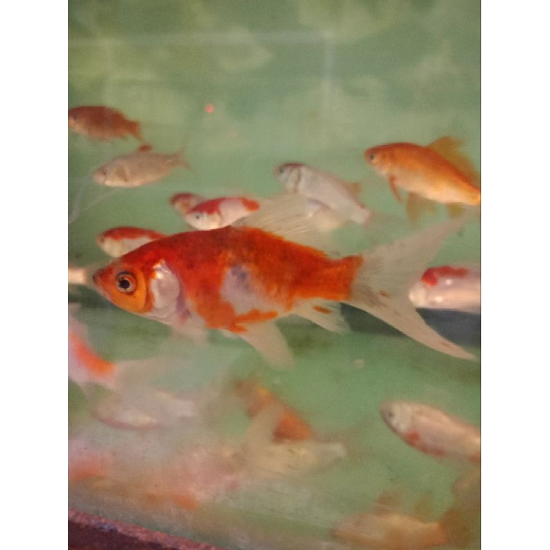 ikan hias komet jumbo