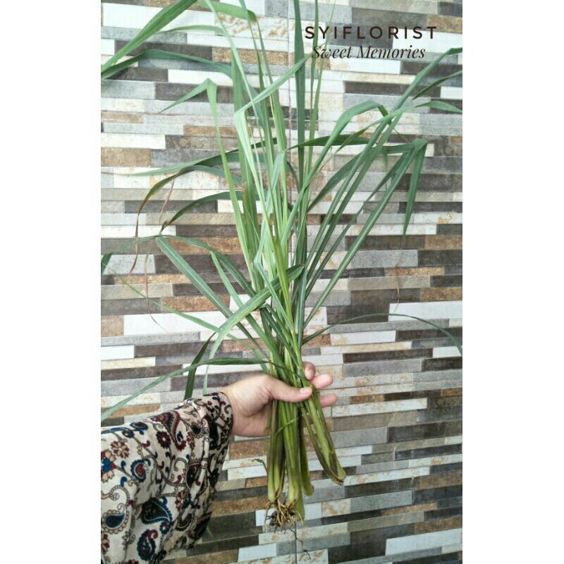 BIBIT SEREH | BIBIT TANAMAN SERAI | SERAI DAPUR MURAH MERIAH