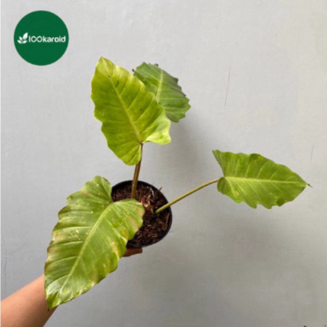 Tanaman Hias Philodendron Snowdrift | Philo Snow Drift