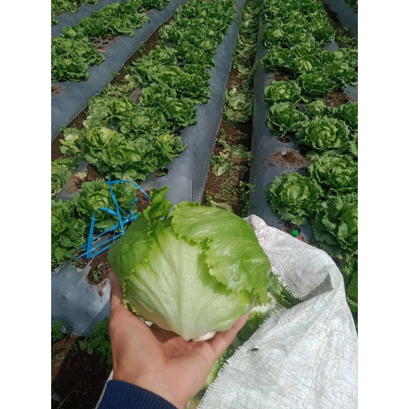 

seladah lettuce