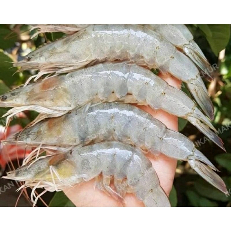 

Udang Vaname size 40 beku (+/- 250gr)