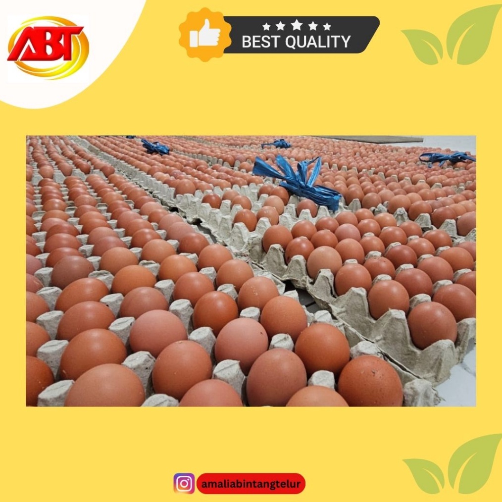 

12.12 ABT - Telur Ayam Negeri 1 Tray (Isi 30 Butir, 1800-1900gram) !