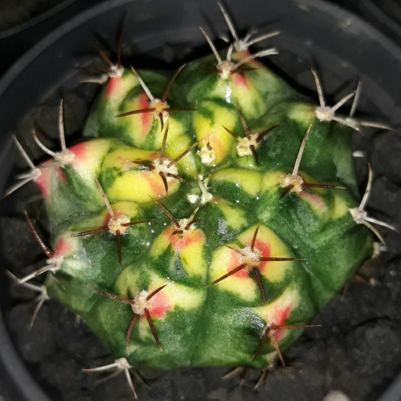 Gymnocalycium Mihanovichii varigata Pink Pearl