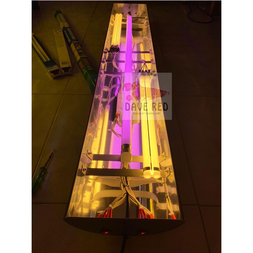 2 PLL 1 Jebo Lampu tanning Arwana Super red Dave Red