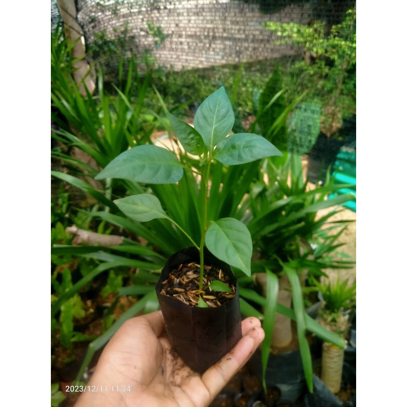 Bibit Cabai Keriting F1 TM 999 siap tanam