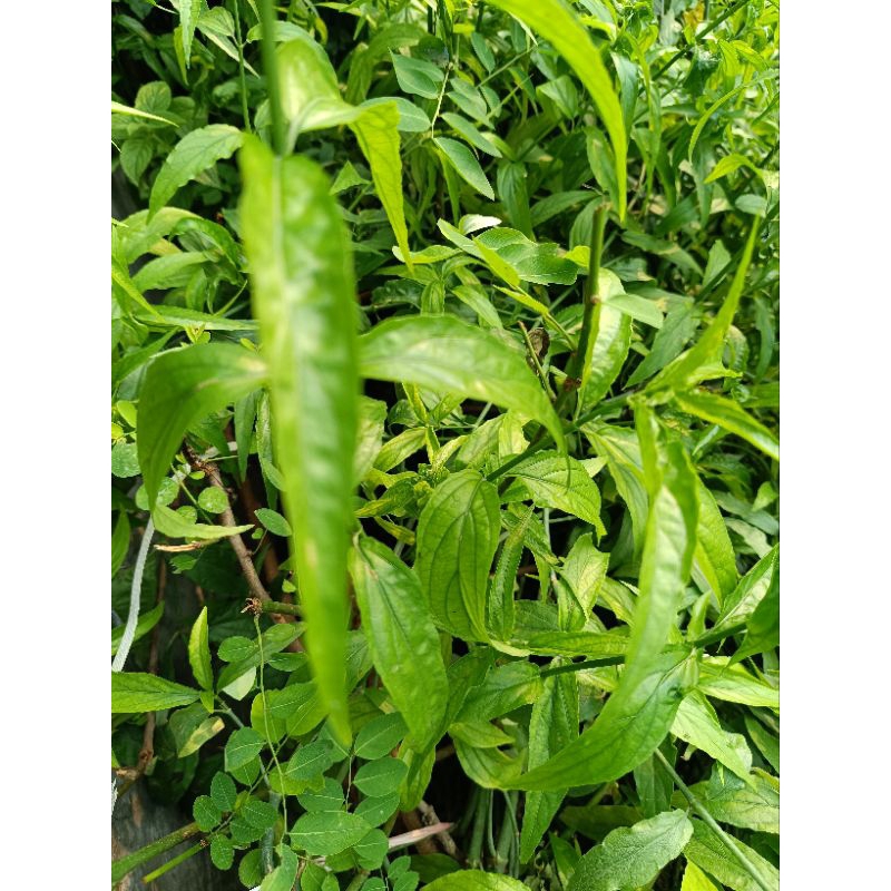 

Dau segar belalai gajah 500gram