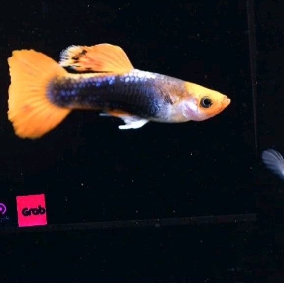 ikan guppy tuxedo