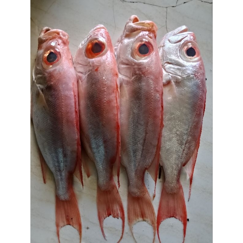 

ikan Demang segar