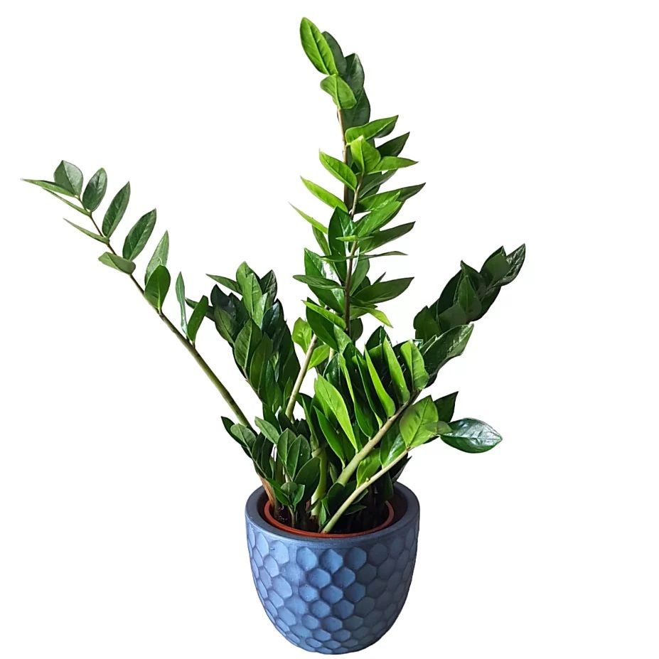 Tanaman Hias Zamiacolkas / Zamia Black / Zamia Variegata