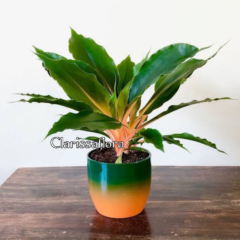 PROMO Tanaman hias walisota - pohon walisota - tanaman hias hidup