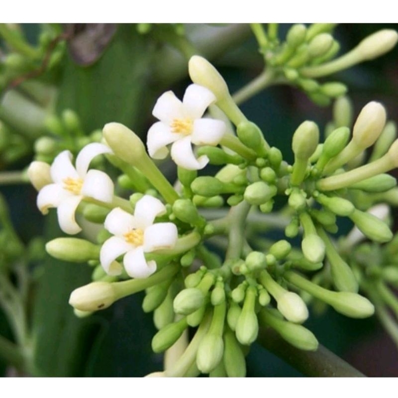 

bunga pepaya jantan segar 500 gram