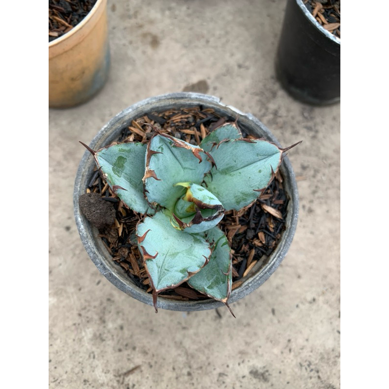 Agave Titanota Blue Ball