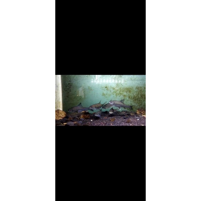 Mahseer Neo Heter HB