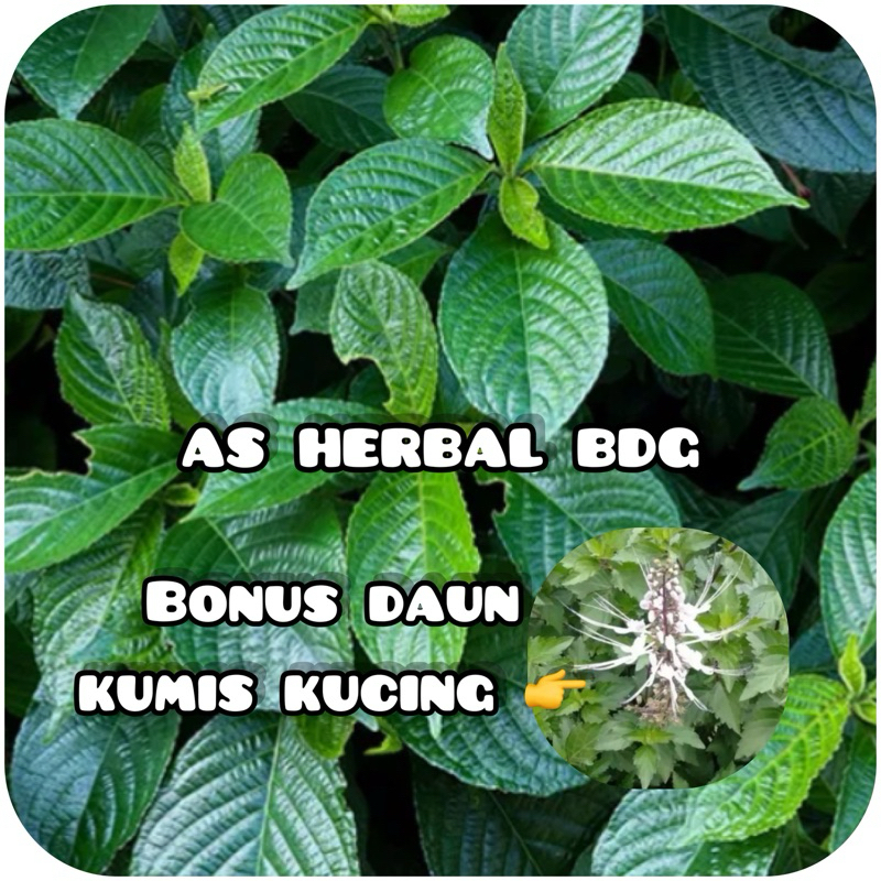 

Daun Keji Beling Segar Promo 1 Kg BONUS kumis kucing-az
