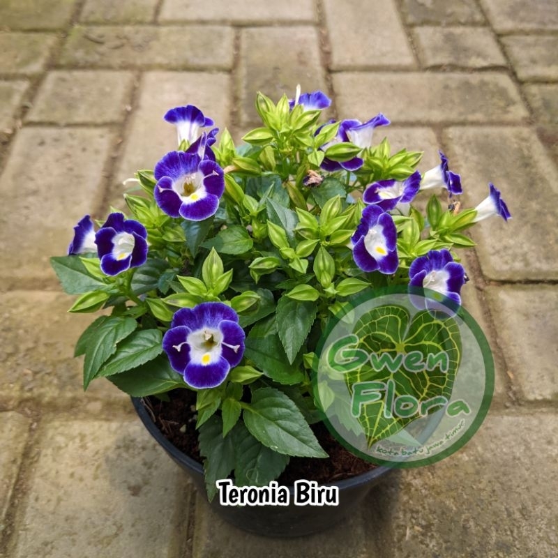 Teronia biru (mata kucing biru)