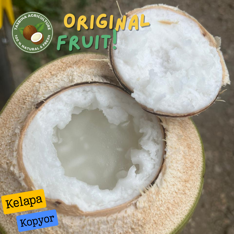 

Kelapa kopyor segar dan bergaransi diameter 47 - 48 cm