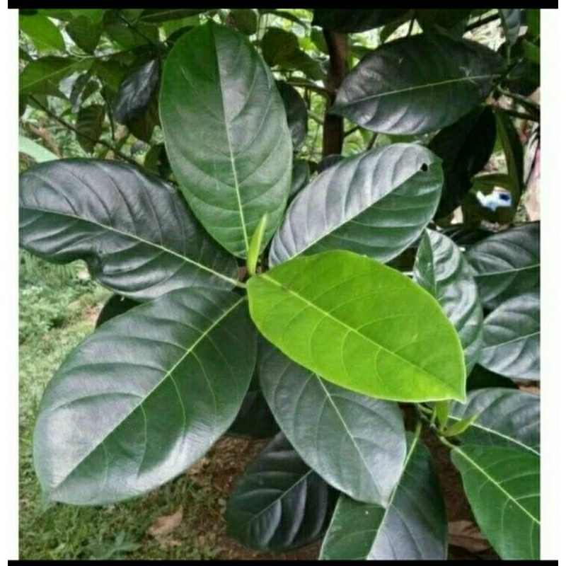 

BISA COD - Daun Nangka Segar Alami Perlembar