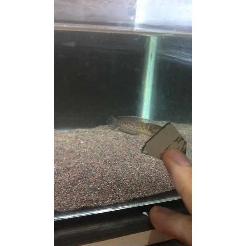 Baby Auranti CB 4-5 Cm