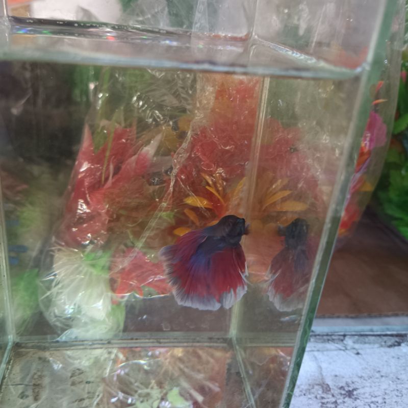 Hiasan Aquarium Ikan Cupang Halfmoon HM Mix / Super Red