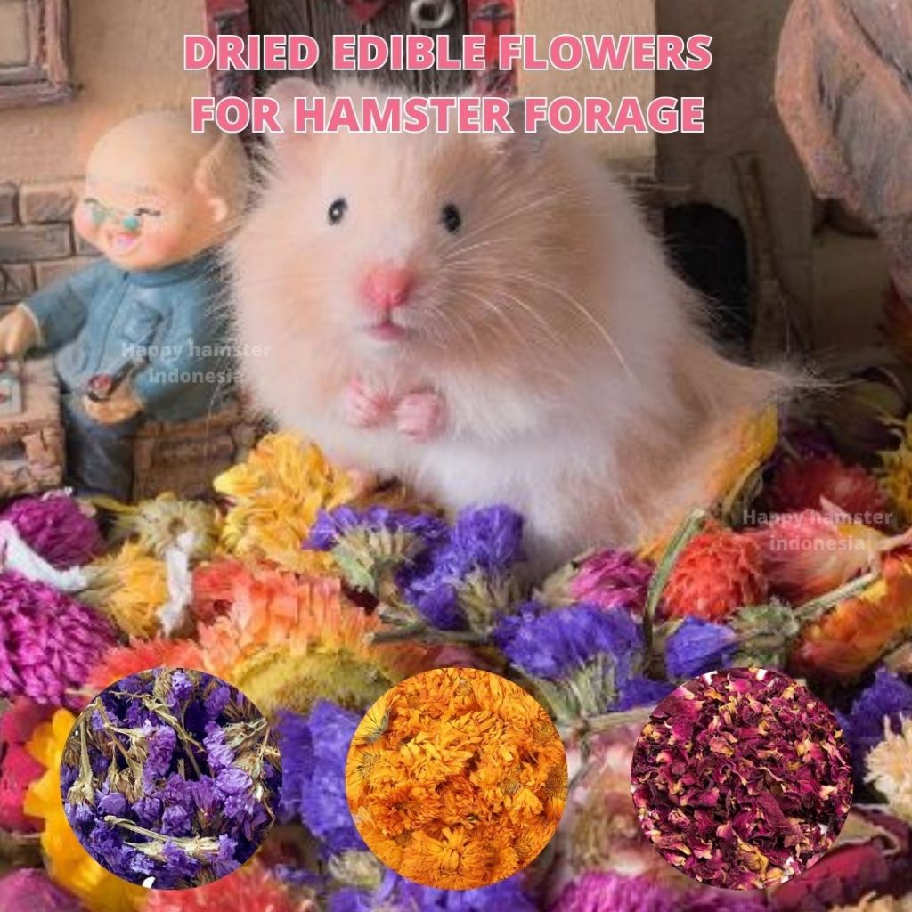 [Happy Hamster] Dried edible flowers for hamster forage | Bedding hamster flower | Bunga makanan ham