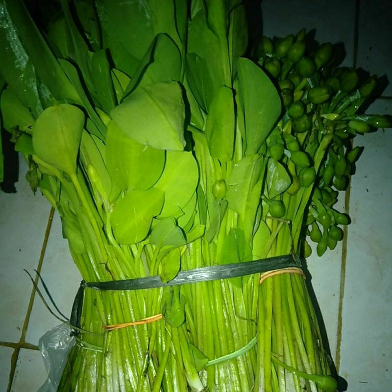 

SAYUR GENJER SEGAR per ikat