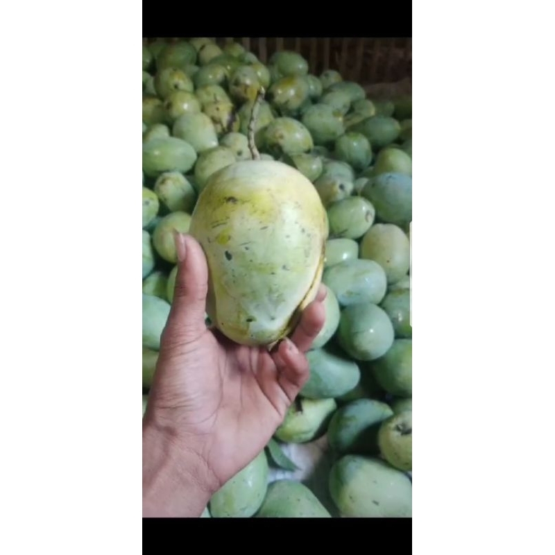 

mangga indramayu super