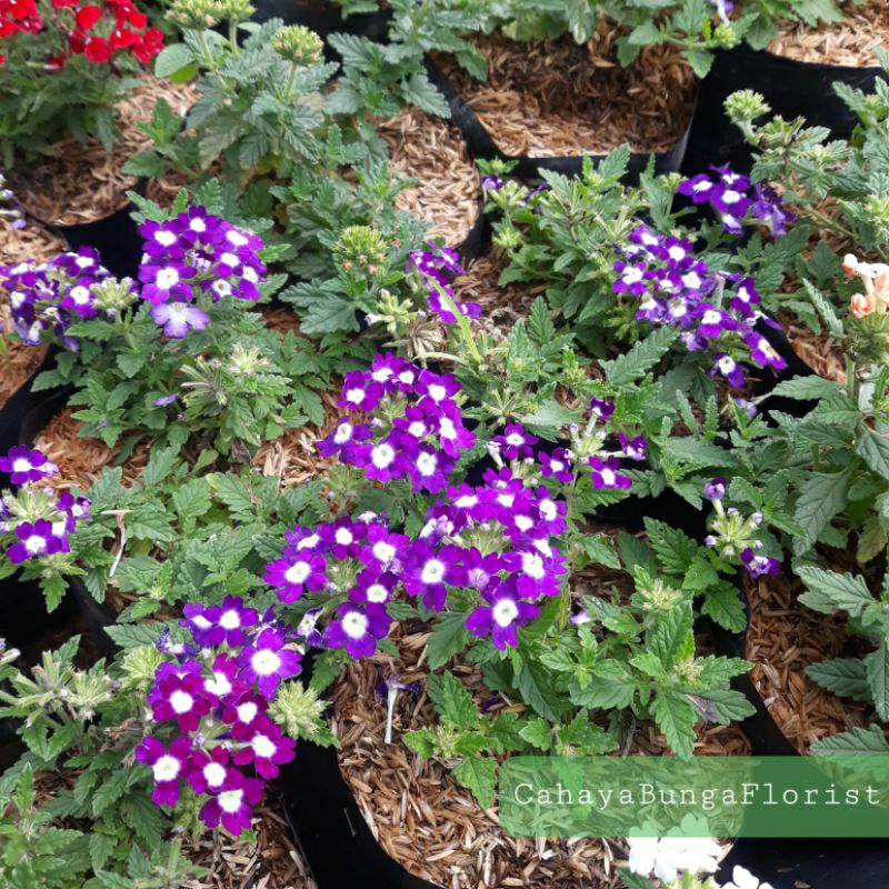 Bunga Verbena Berbunga - Tanaman Hias Verbena