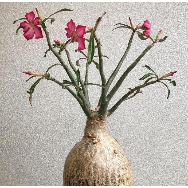 Adenium somalense var nova dari biji