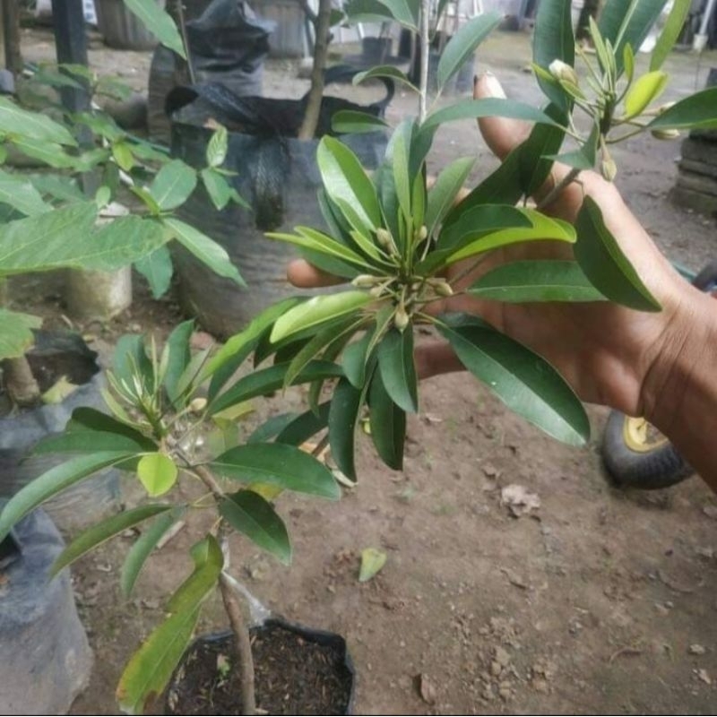 bibit sawo sudah berbuah dan berbunga