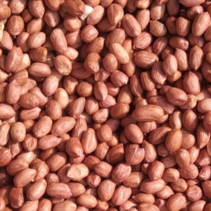 

Terk!!ni Kacang Tanah Mentah 500gr Eleoen