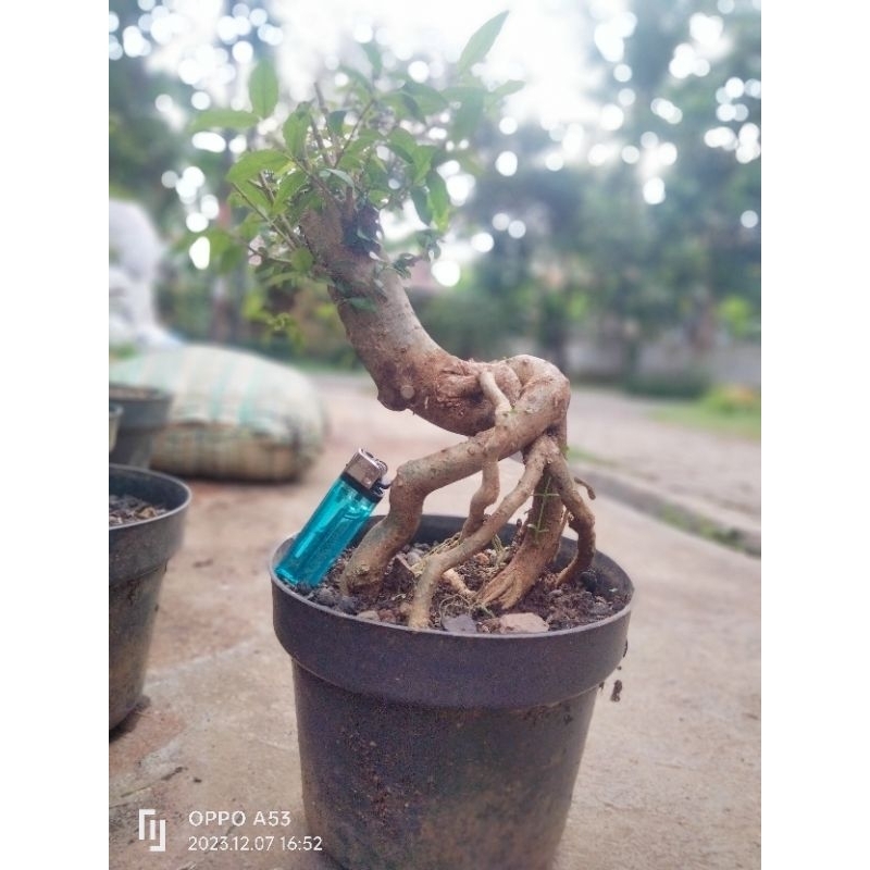 Bonsai anting putri bahan berkarakter unik besar